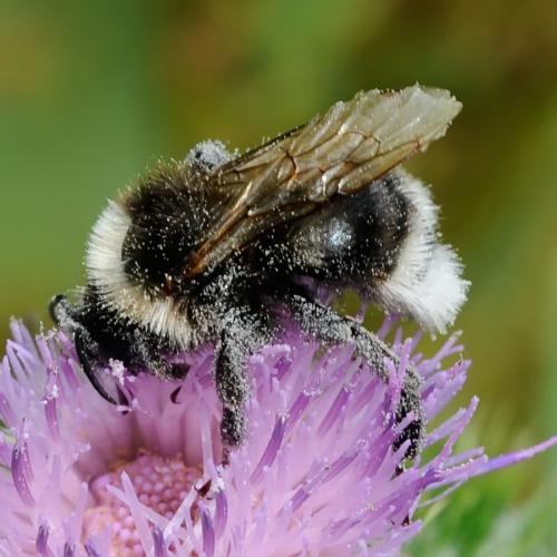 Bombus sp.
