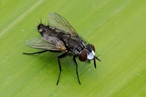 Réf. 90 532 : Metopia sp.