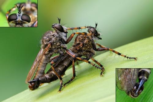 Tolmerus cingulatus