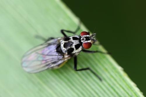 Réf. 90 423 : Anthomyia sp.