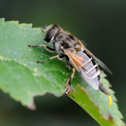 Réf. 90 443 : Eristalis arbustorum