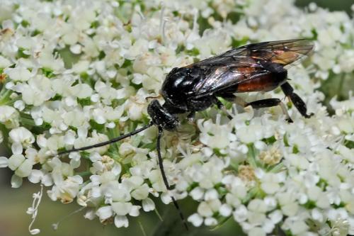 Réf. 90 597 : Nematus sp.