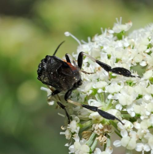 Réf. 90 598 : Nematus sp.