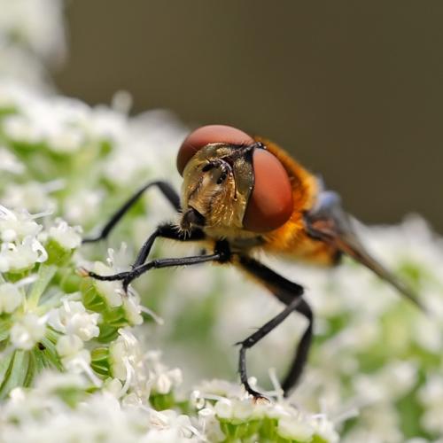 Phasia hemiptera