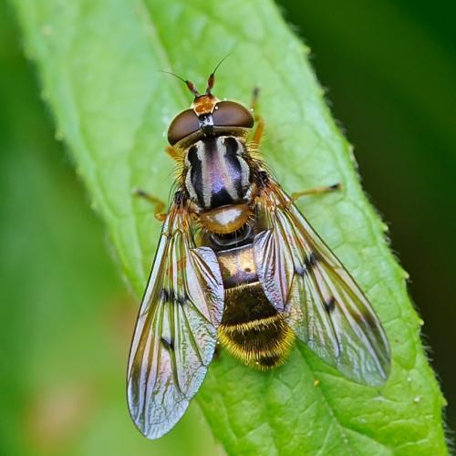Réf. 90 906 : Ferdinandea cuprea