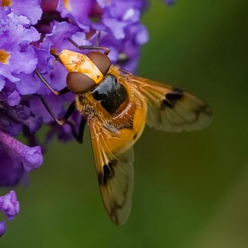 Volucella inflata