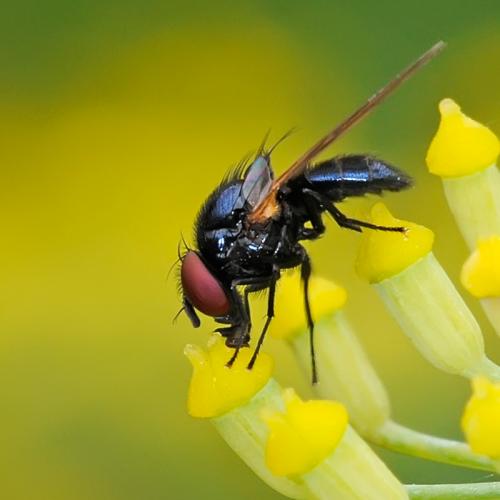 Silba fumosa