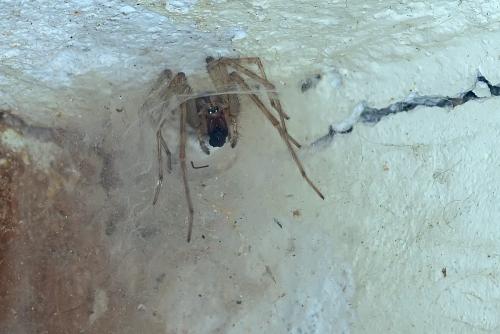 Tegenaria sp.