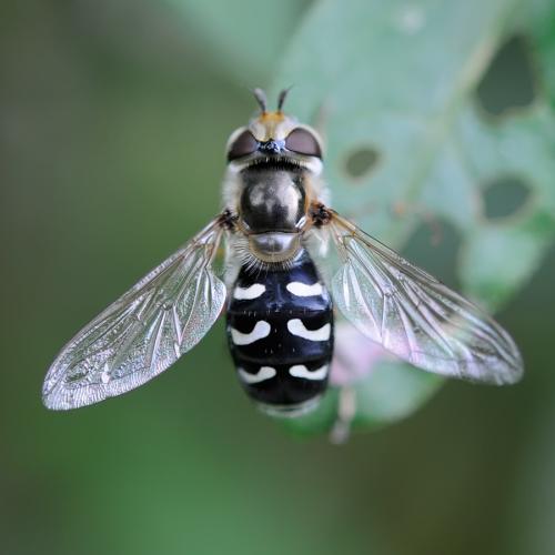 Réf. 90 700 : Scaeva pyrastri