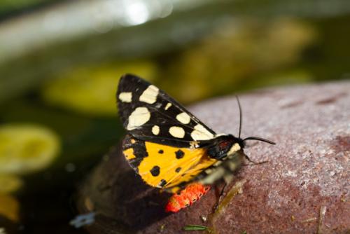 Réf. 90 739 : Arctia villica