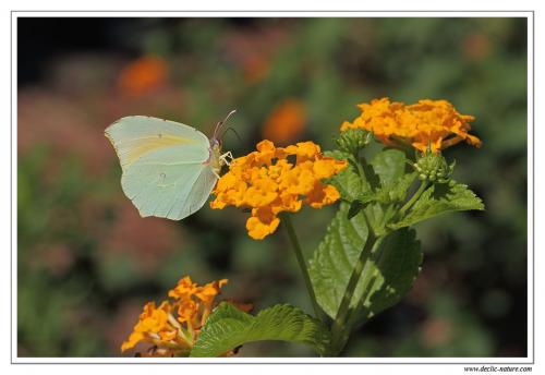 Réf. 90 518 : Gonepteryx cleopatra