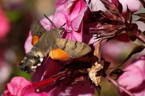 Macroglossum stellatarum