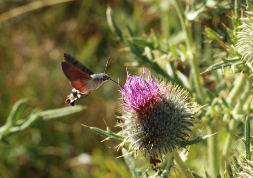 Réf. 90 252 : Macroglossum stellatarum