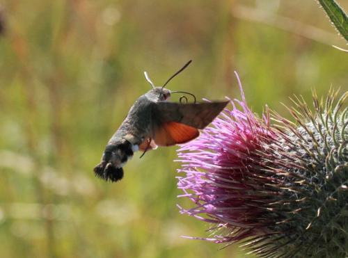 Macroglossum stellatarum