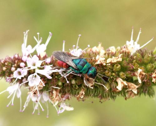 Chrysidini