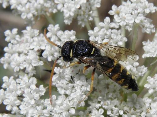 Sapyga octoguttata