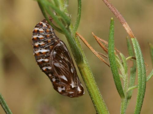 Réf. 90 007 : Melitaea athalia celadussa