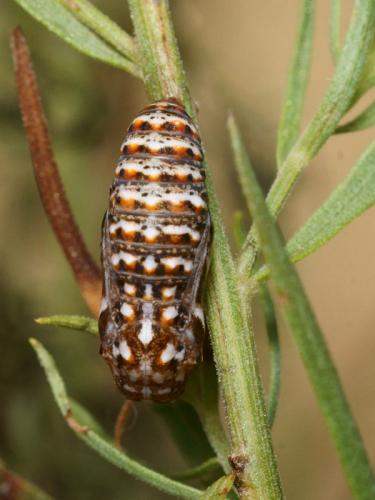 Réf. 90 009 : Melitaea athalia celadussa