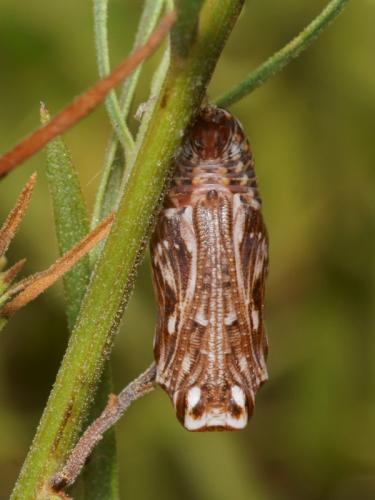 Réf. 90 010 : Melitaea athalia celadussa