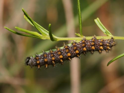 Melitaea athalia celadussa