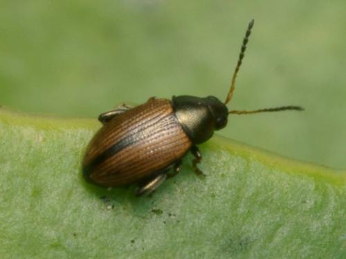 Chaetocnema depressa