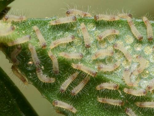 Eilema caniola