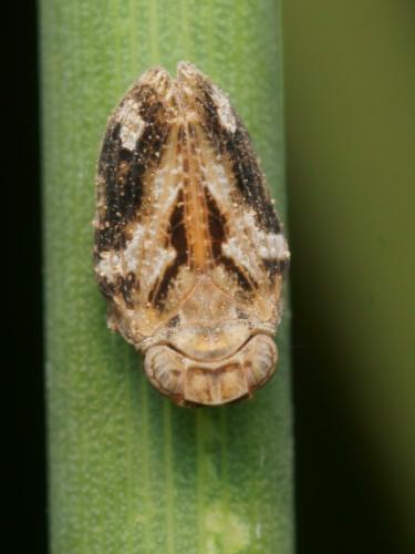 Latilica maculipes