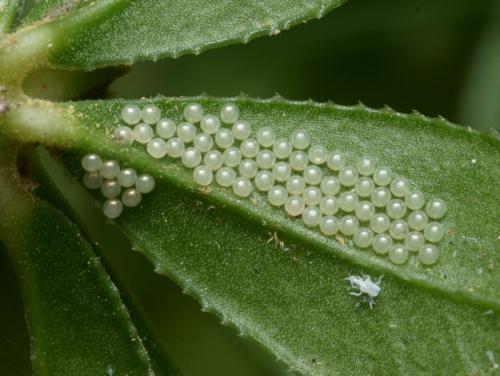 Réf. 90 538 : Eilema caniola