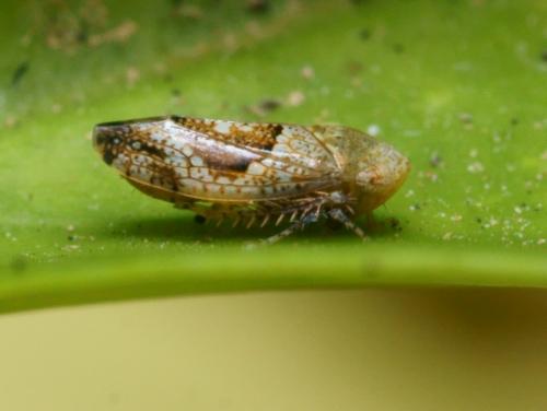 Hishimonus diffractus