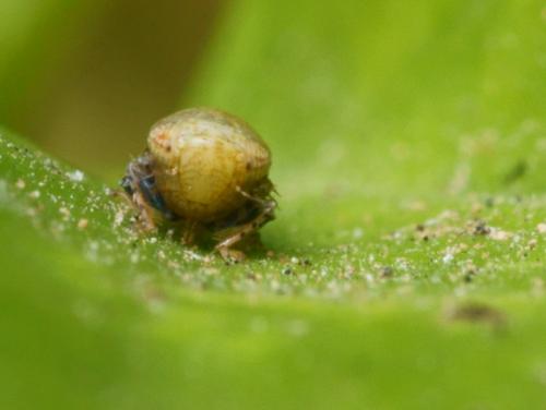Hishimonus diffractus