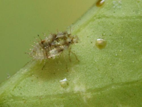 Corythauma ayyari