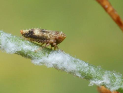 Hishimonus diffractus