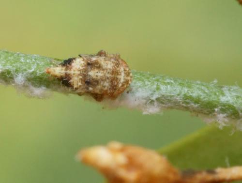 Hishimonus diffractus