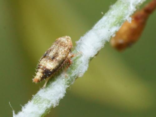 Hishimonus diffractus