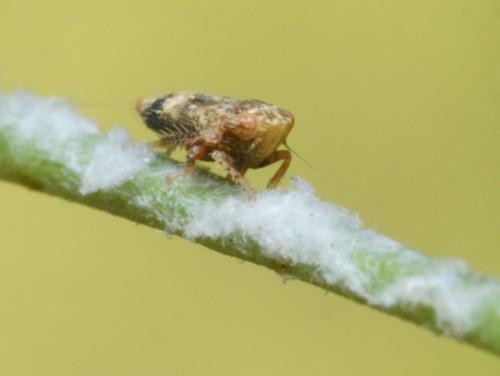 Hishimonus diffractus