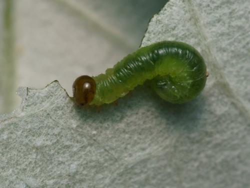 Réf. 90 851 : Stauronematus platycerus