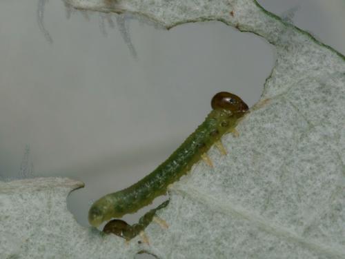Réf. 90 853 : Stauronematus platycerus