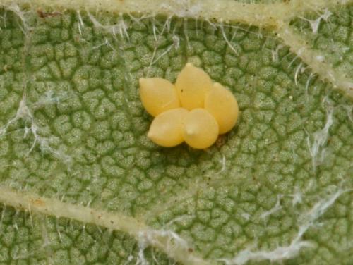 Xanthogaleruca luteola
