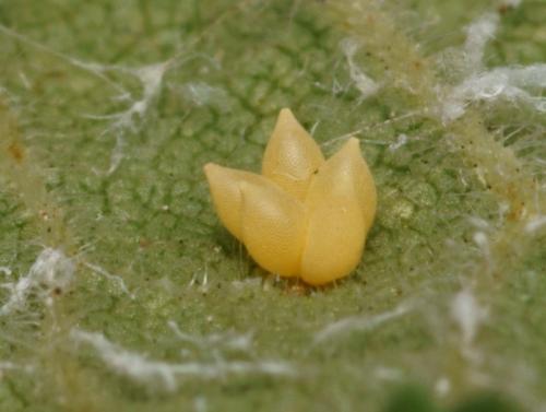 Réf. 90 990 : Xanthogaleruca luteola