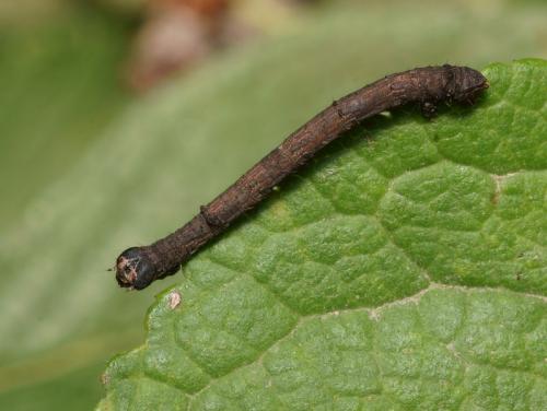 Menophra abruptaria