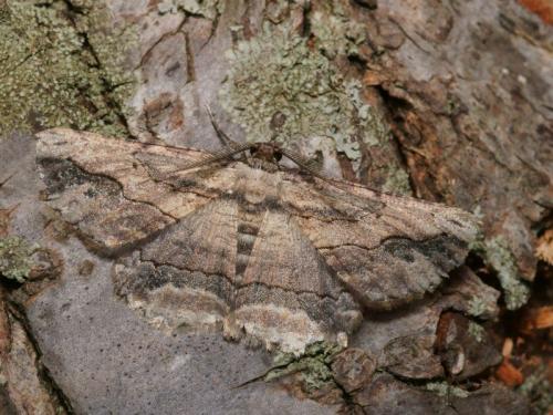 Menophra abruptaria