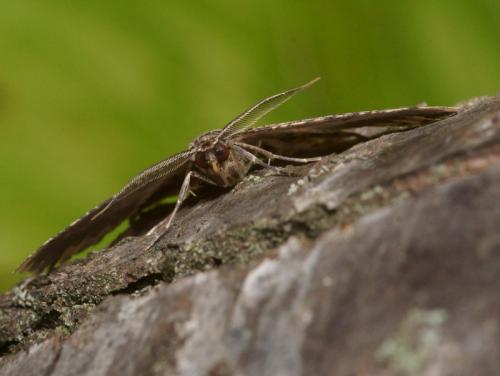 Menophra abruptaria