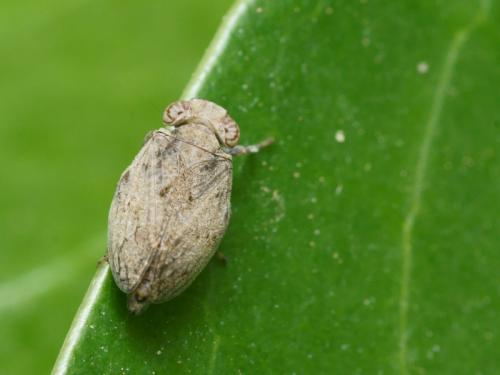 Latilica maculipes
