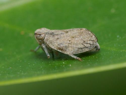 Latilica maculipes