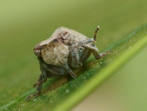 Latilica maculipes