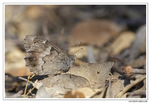 Réf. 90 472 : Hipparchia statilinus