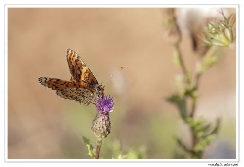 Melitaea didyma