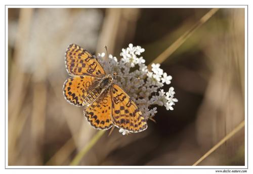 Melitaea didyma