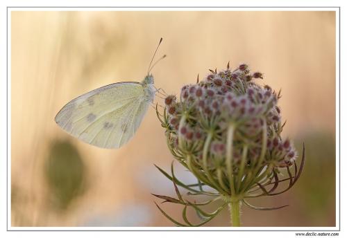 Pieris rapae