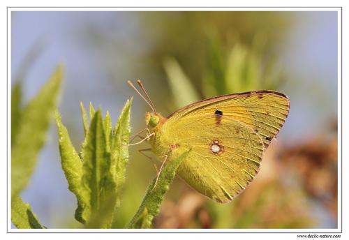Colias croceus